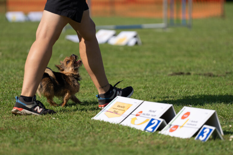 Rally Obedience